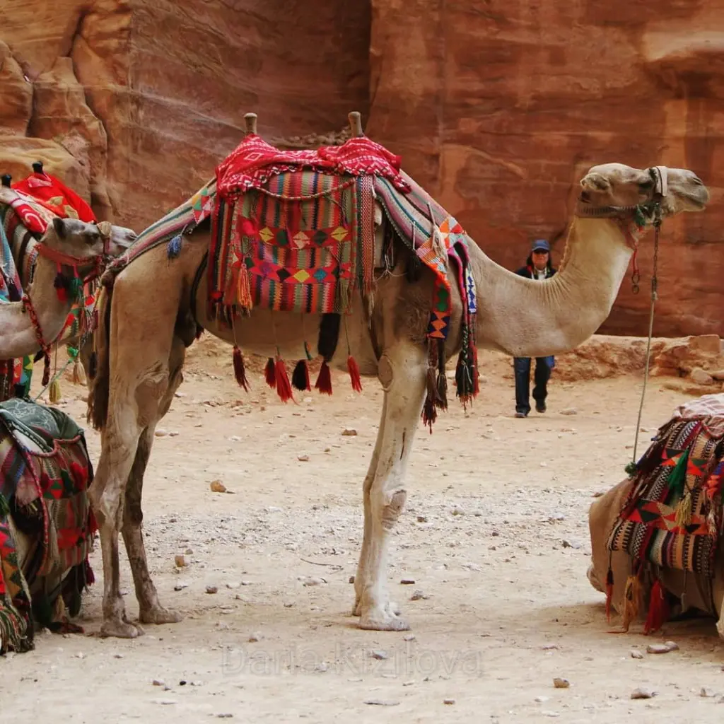 PETRA – JORDAN ONE DAY TRIP BY FERRY BOAT